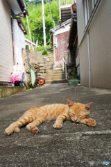 うだるような・・・