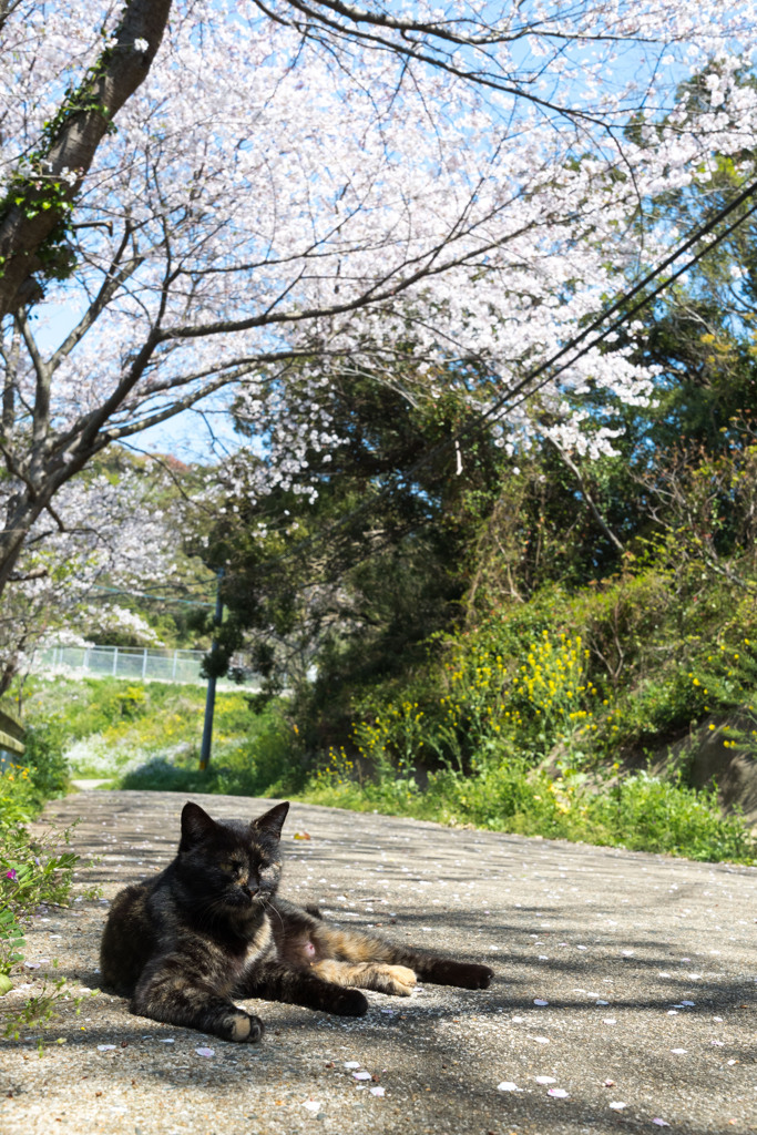 サビちゃんのお花見