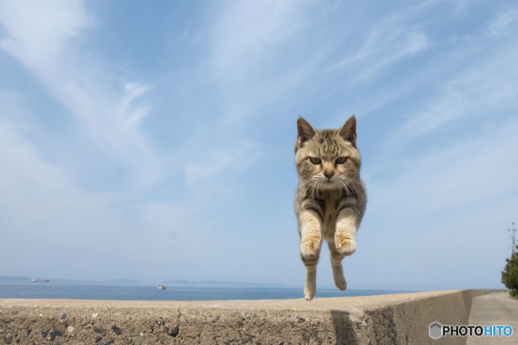 飛びます飛びます