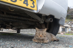 ニャにか用かね