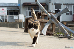 ミーさんが来た！！