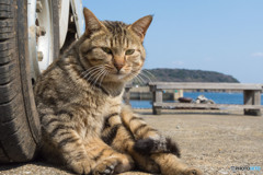 スマイルねこさん