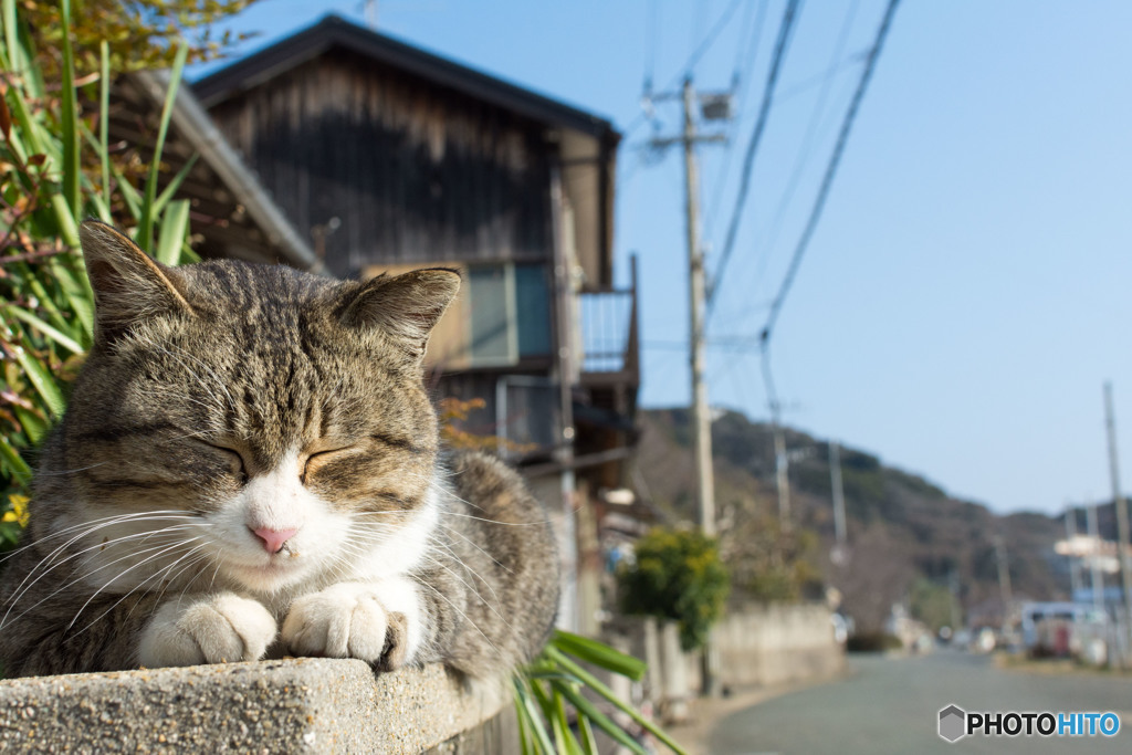 うとうとネコさん