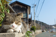 うとうとネコさん