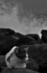 チビ猫と波しぶき