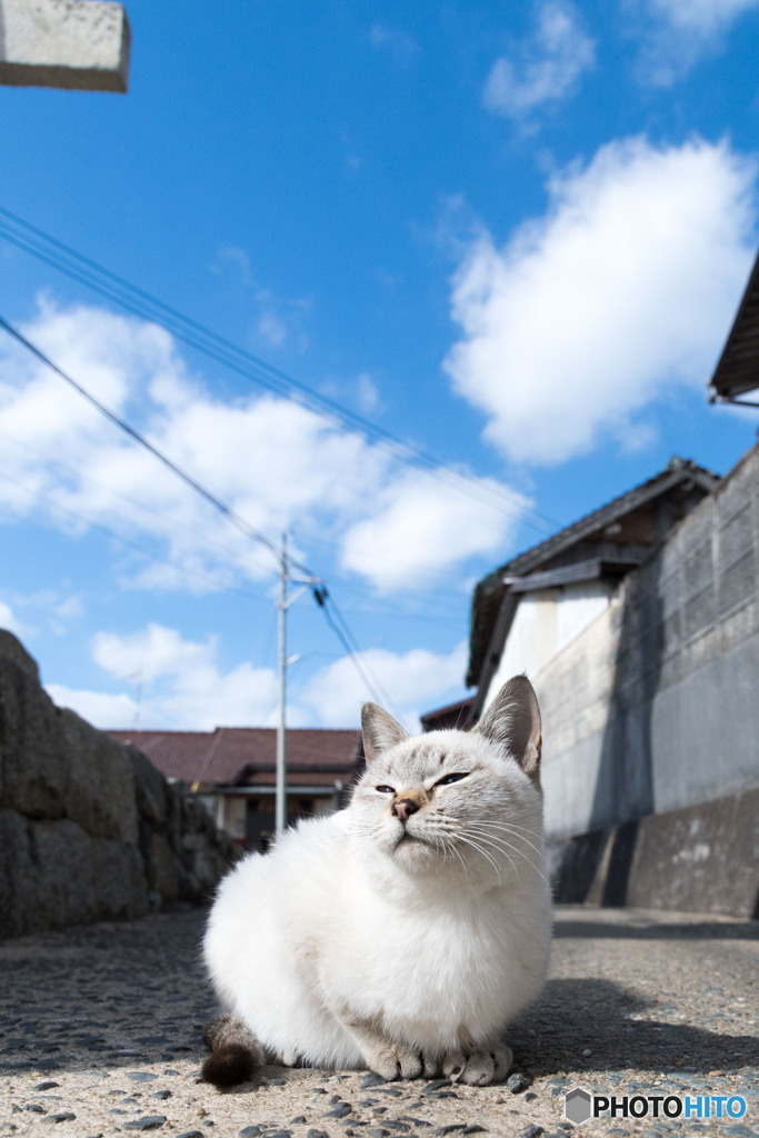 いいお天気ですニャ
