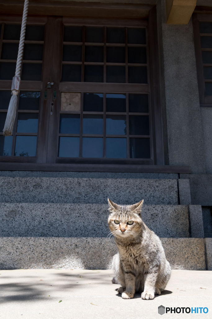 神社の子。再会できましたニャ。