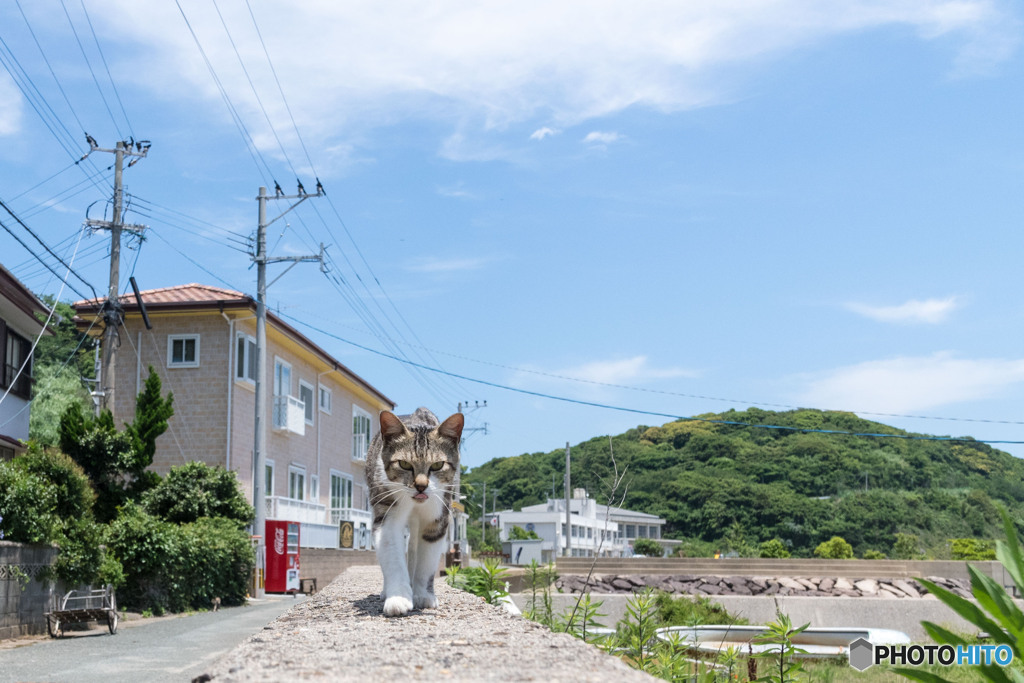 こんにちはだニャ