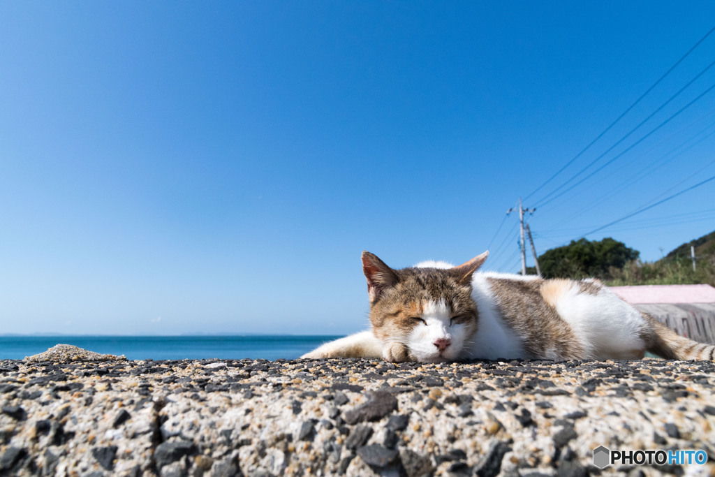 ちょっと O ﾉ おやすみー By ゆきじろう Id 写真共有サイト Photohito