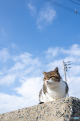 冬の日はきりりとね