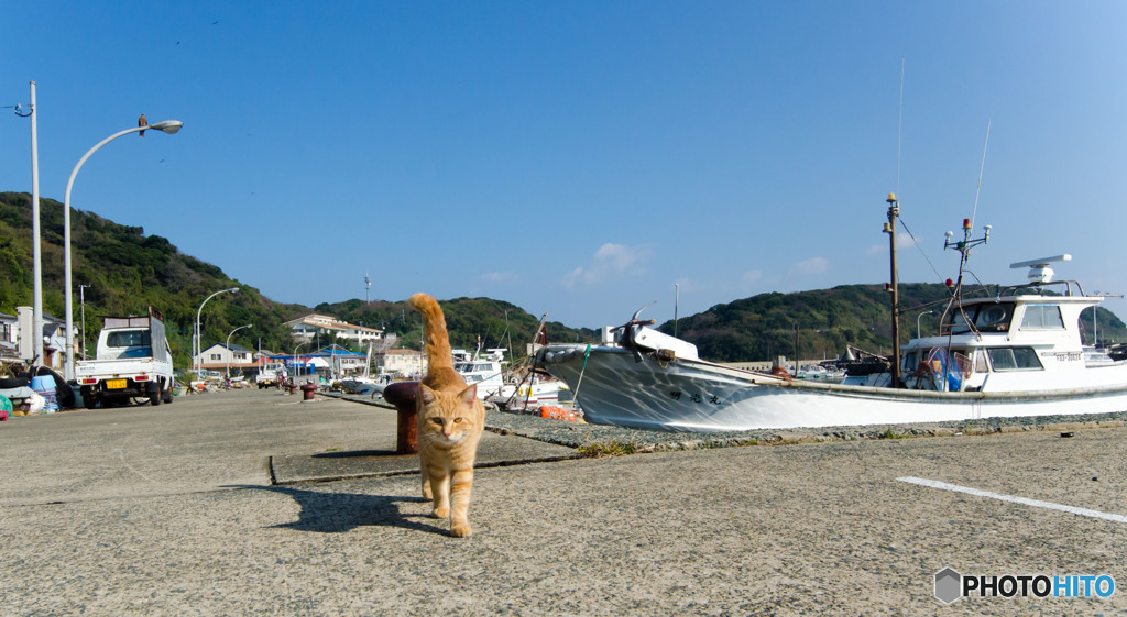 コムギちゃん登場