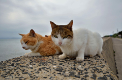 いつもの素敵ネコ