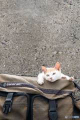 ゆきじろうのバッグは乗り心地がいいのねん