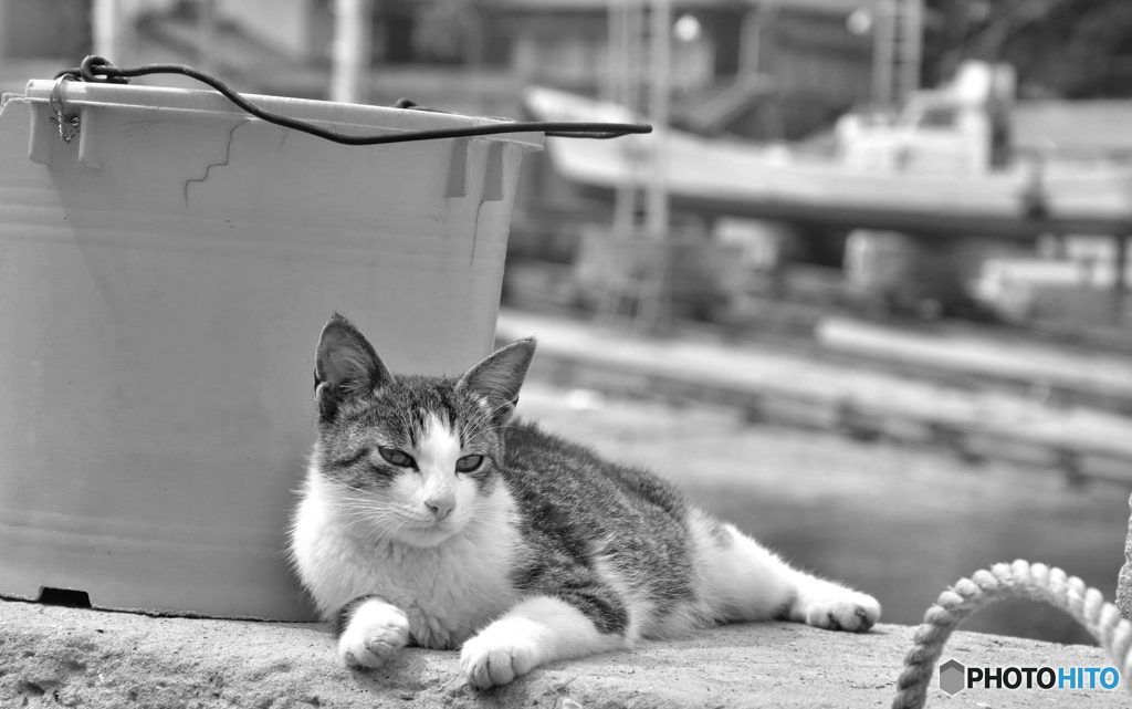 漁港のお嬢さん