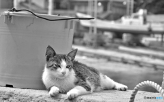 漁港のお嬢さん