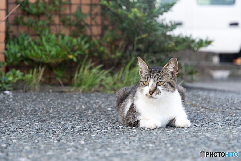 ニャーさん