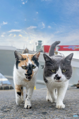 新年のご挨拶に来てくれたネコさん