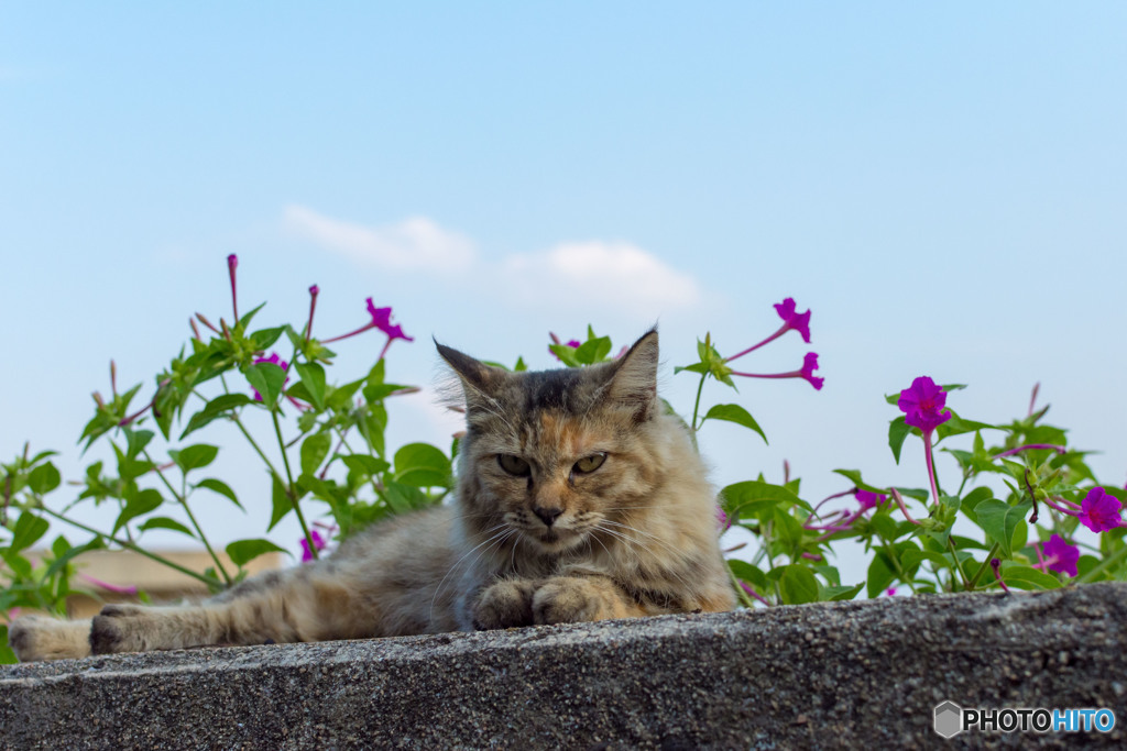 しーちゃん