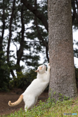 カリカリっと