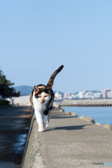 久々のミケさん