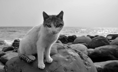 海辺のハンサム野郎です