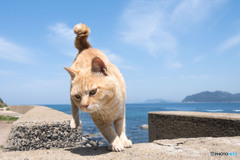 着地。上手ですニャ。