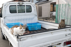 軽トラでゴー