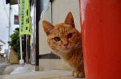 見張り番のチャトラッシュ