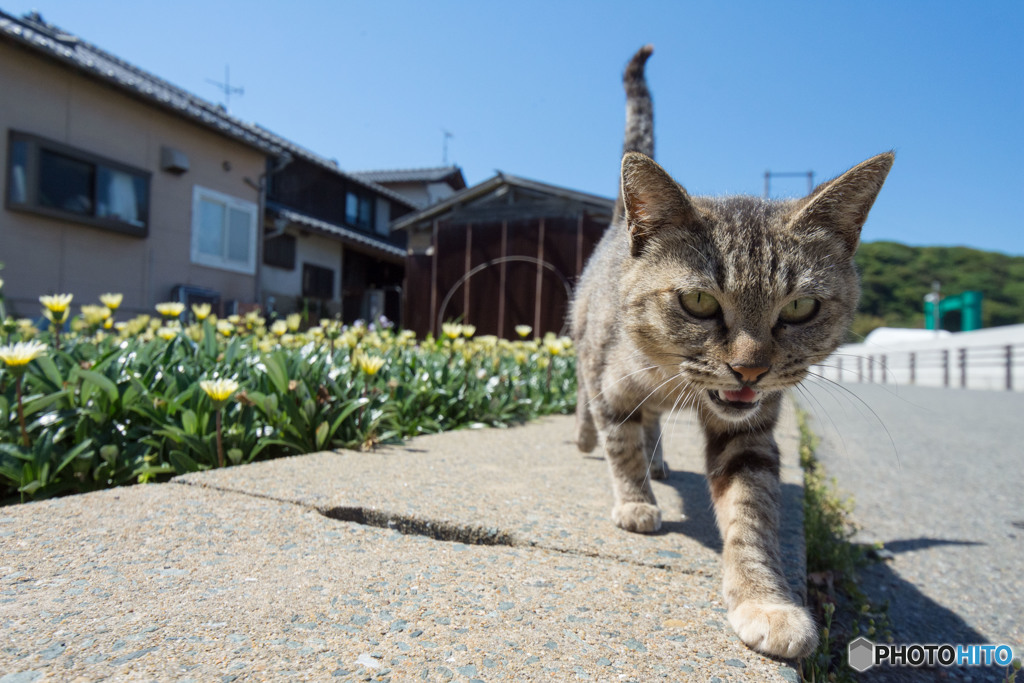 にゃにゃ～～～っ