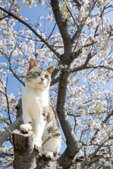 桜とネコさん（3）