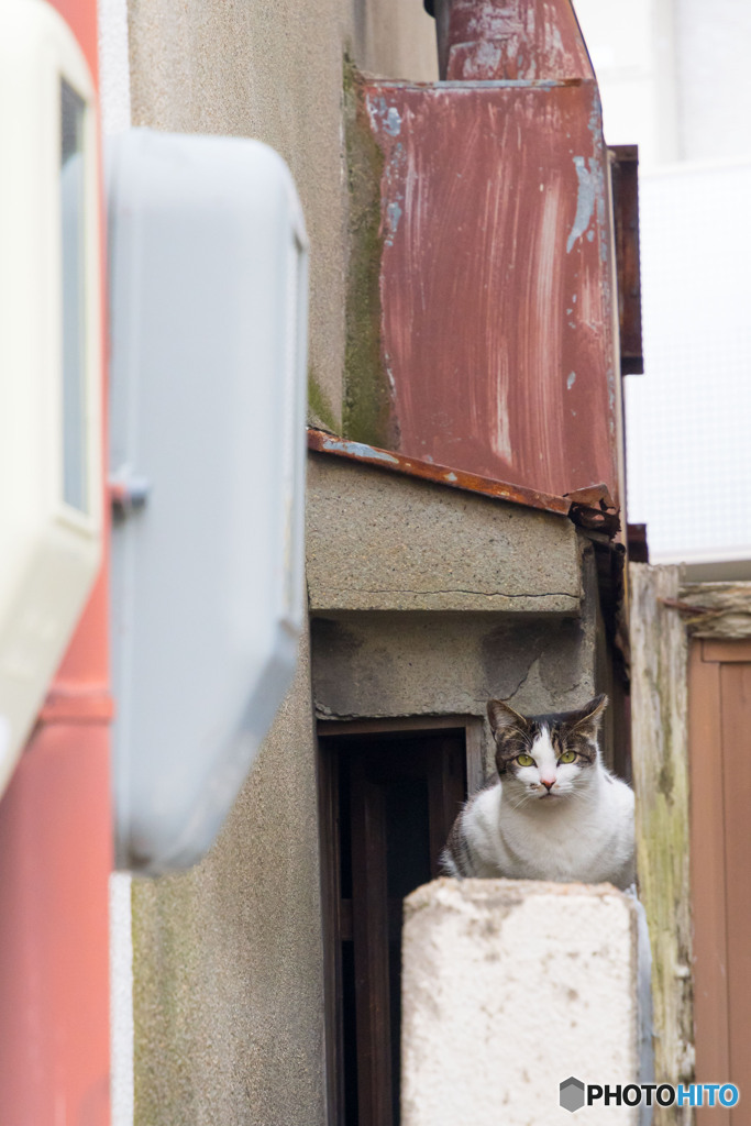 大阪のネコさん