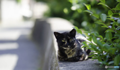 サビーちゃん。おはよう。 サビーちゃん。おはよう。