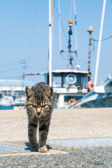 ちょっと待つニャ！