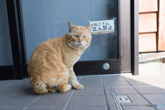 何でだニャ