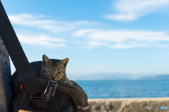 ゆきじろうカメラバッグ、占拠される！