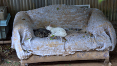 ソファーでお昼寝