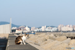 清々しい朝がきた。ニャ。