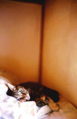 うちの子。インザ押し入れ。