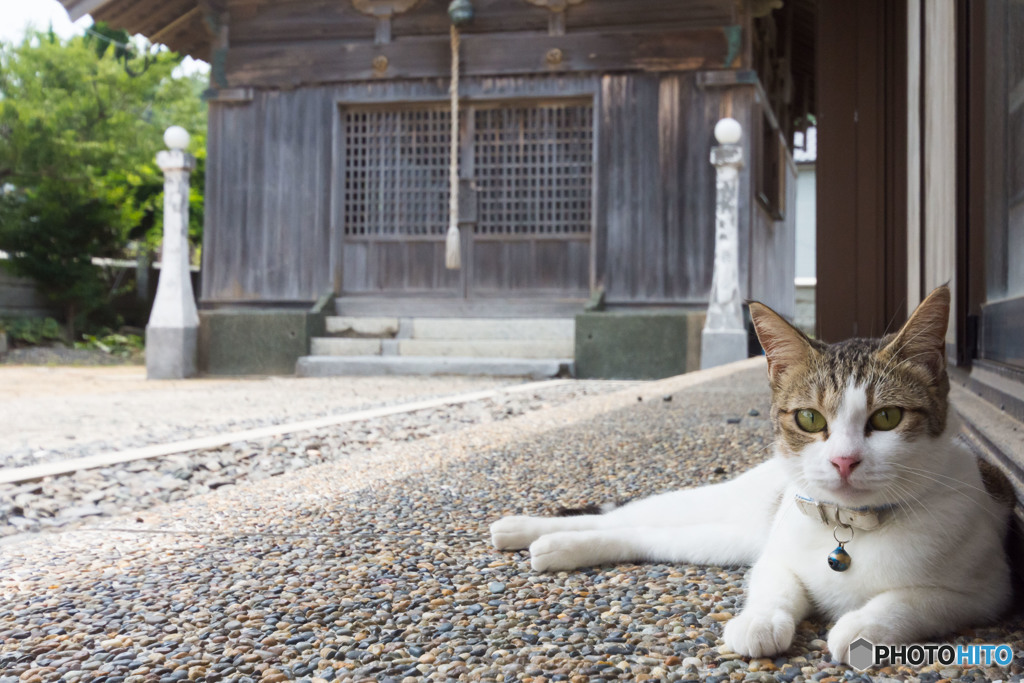 神社にいたネコさん