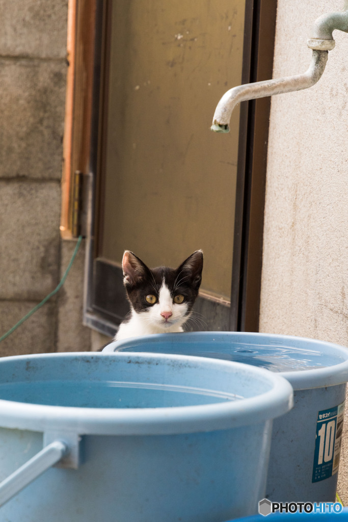 おいしい水はどっちかニャ