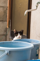 おいしい水はどっちかニャ