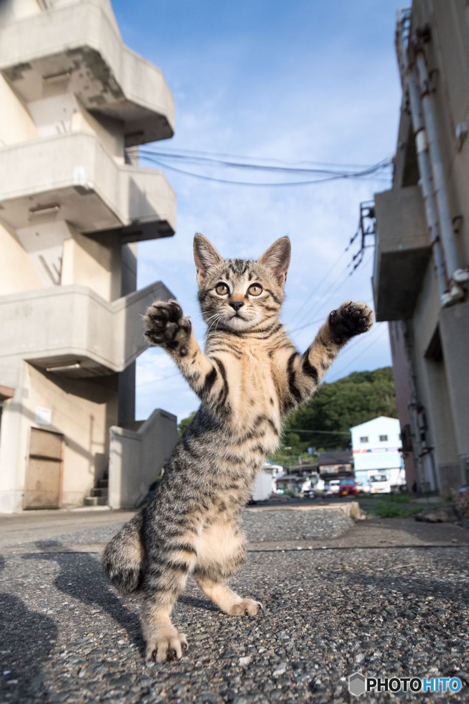 ダンスも出来るんだニャ～