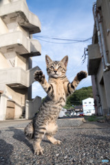 ダンスも出来るんだニャ～