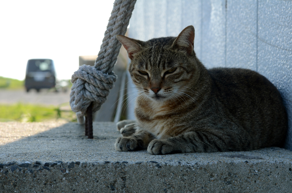 DSC_0240