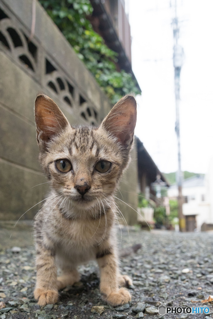 おはようだニャ（2）