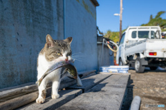 ゲットしたぜぃ