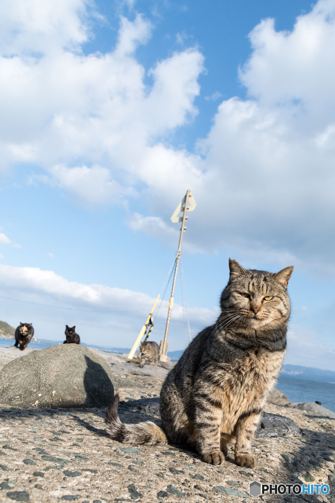 猫の日。島は平和なのでした。