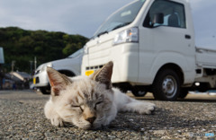 秋って眠たいね