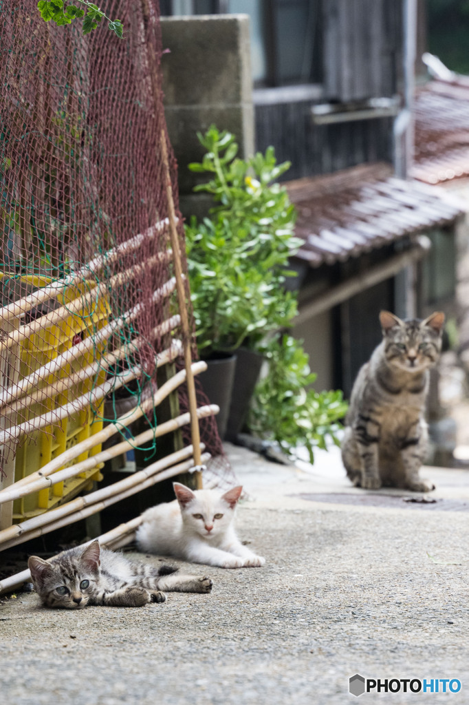 ダラダラ過ごそう、夏の午後
