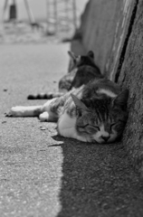 おじさん日陰がいい